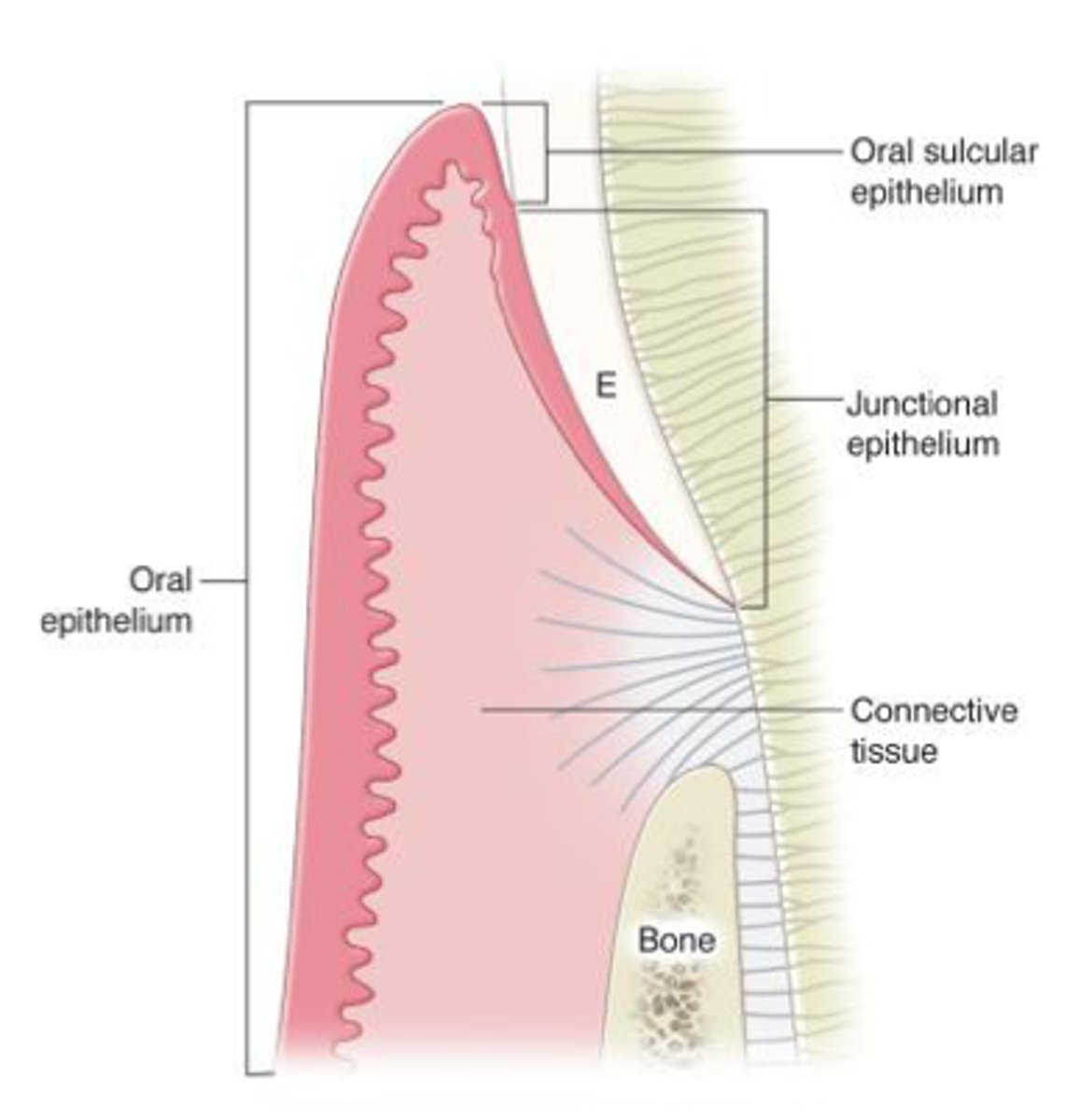 <p>At the base of the sulcus where the free gingiva meets the start of the attached gingiva</p>