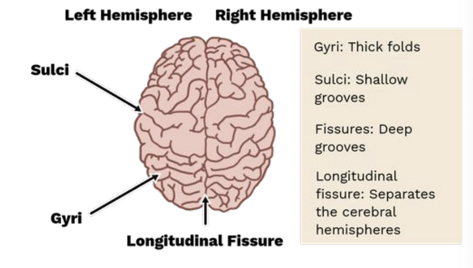 <p>Cerebral Ventricles </p>