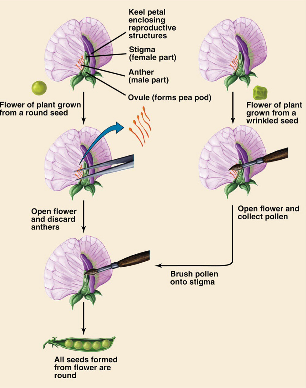 <ul><li><p>anther removed before they shed pollen </p></li><li><p>transfer pollen between plants </p></li></ul><p></p>