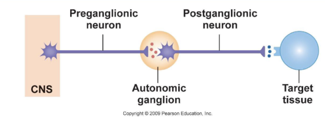 <p>CNS → Pregangliotic Neuron → Autonomic Ganglion → Postgangliotic Neuron → Target Tissue</p>