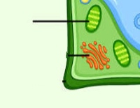 <p>it is responsible for photosynthesis, converts light energy, water, and carbon dioxide into chemical energy in the form of glucose (food) and oxygen</p>