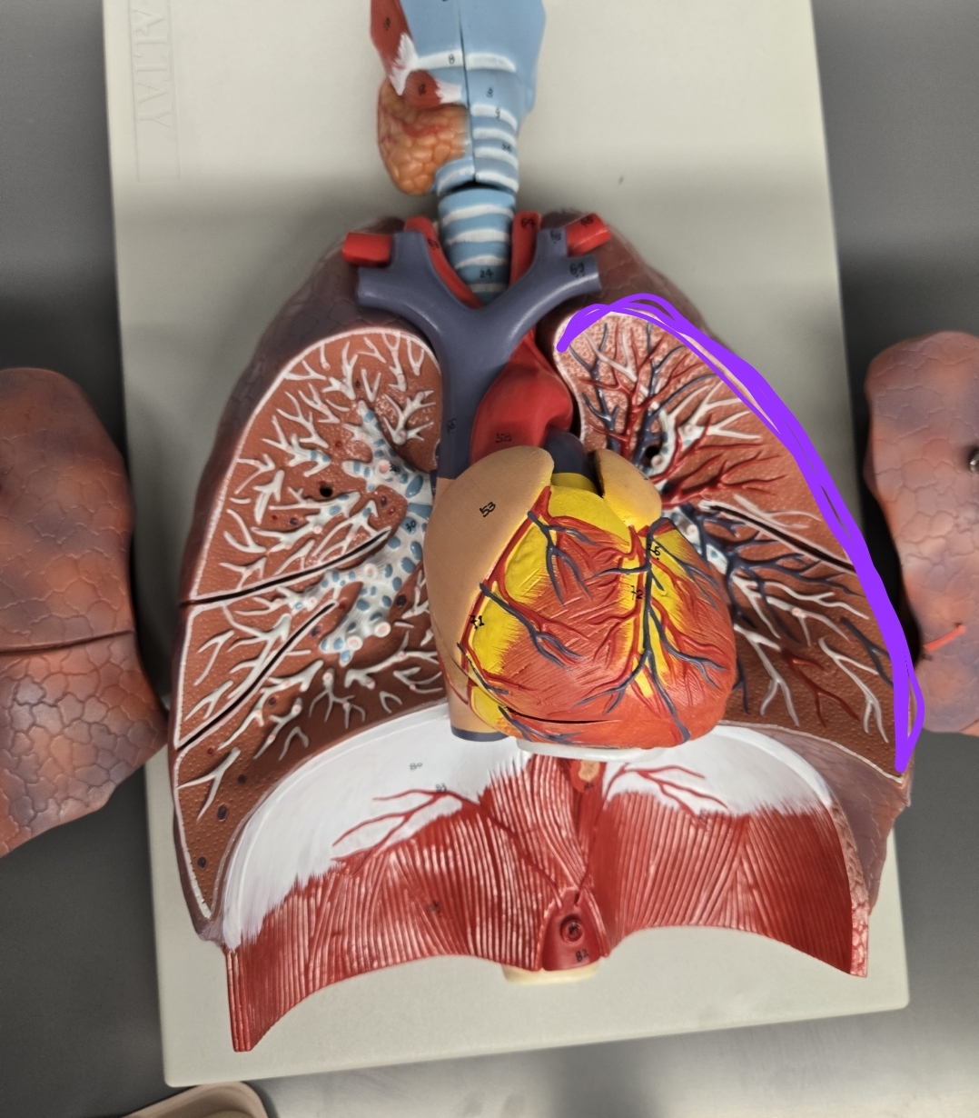 <p>What cavity is this?</p>
