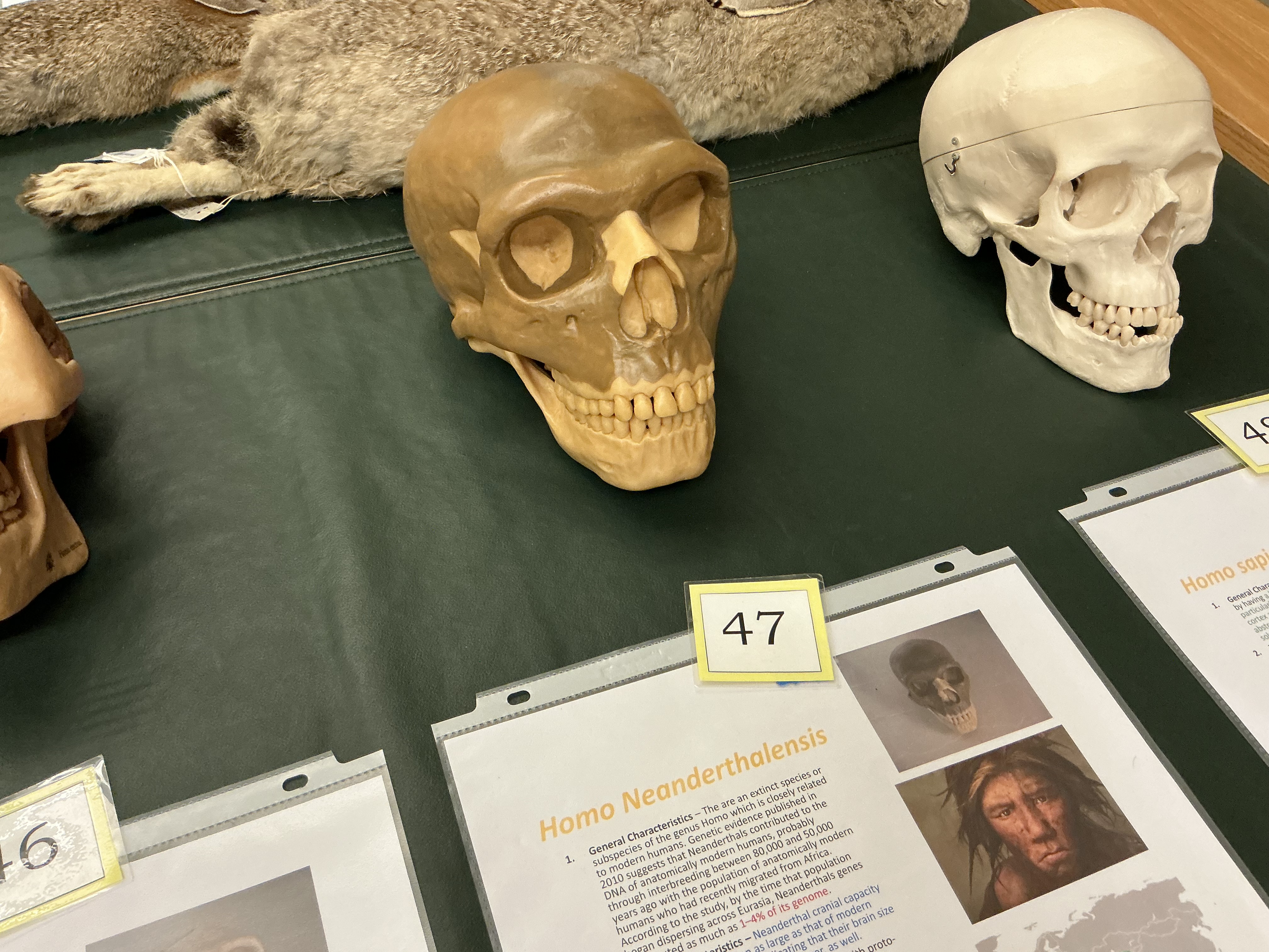 <p>When do Neanderthals appear? How much of their genes constitute Eurasian population? Cranial capacity comparison?</p>