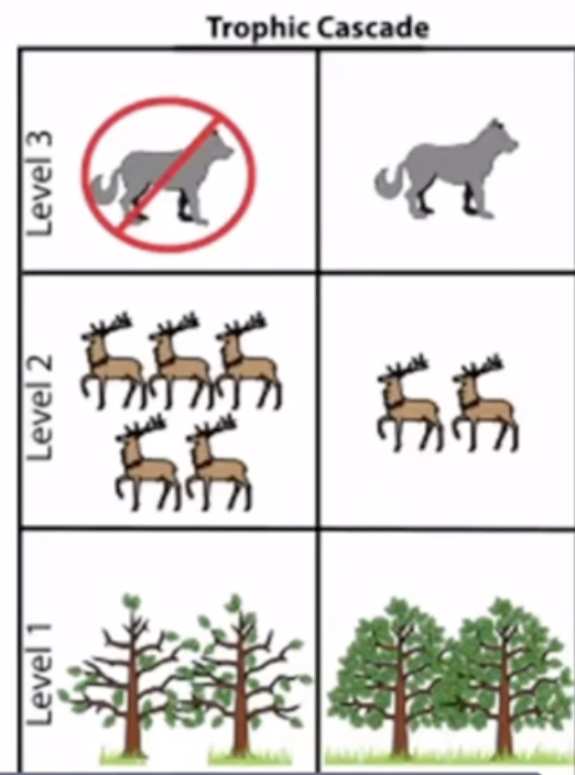 <p>when one trophic level is reduced or removed which cascades down to trophic levels below</p>