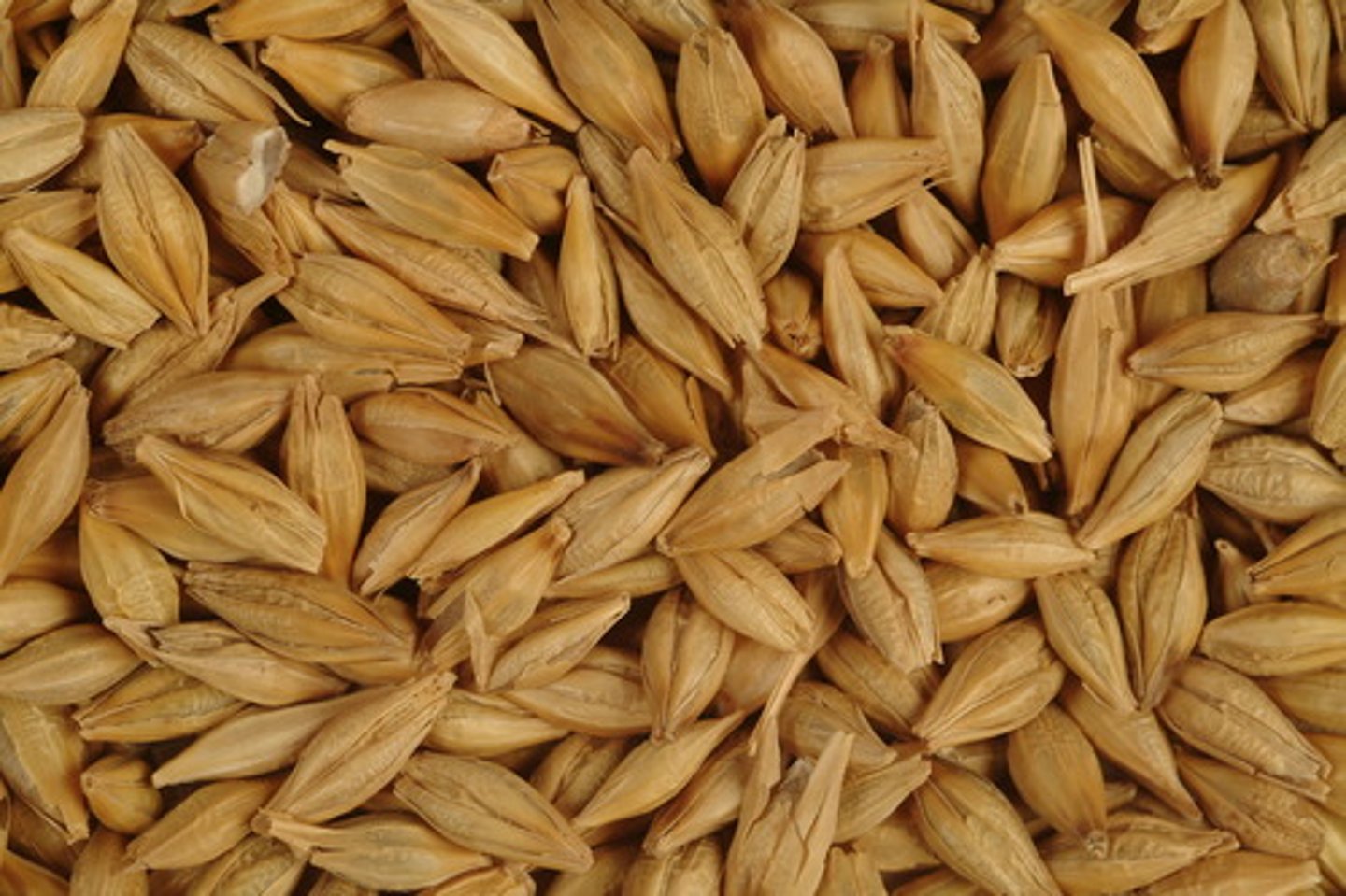 <p>ngũ cốc nguyên hạt</p>