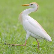 <p>Short neck, white, and often seen in flocks following cattle.</p>