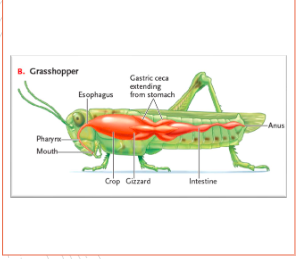 Herbivorous insects such as the grasshopper tear plant parts into small particles with hard external mouth parts :

Salivary secretions in the pharynx begin digestion

Food moves through the esophagus, crop, and gizzard to the stomach.

In the stomach, the food is hydrolyzed by enzymes in gastric ceca –products are absorbed through walls of the ceca

Undigested contents move to the intestine for further digestion and absorption

At the end of the intestine, water is absorbed, and  remnants are expelled through the anus