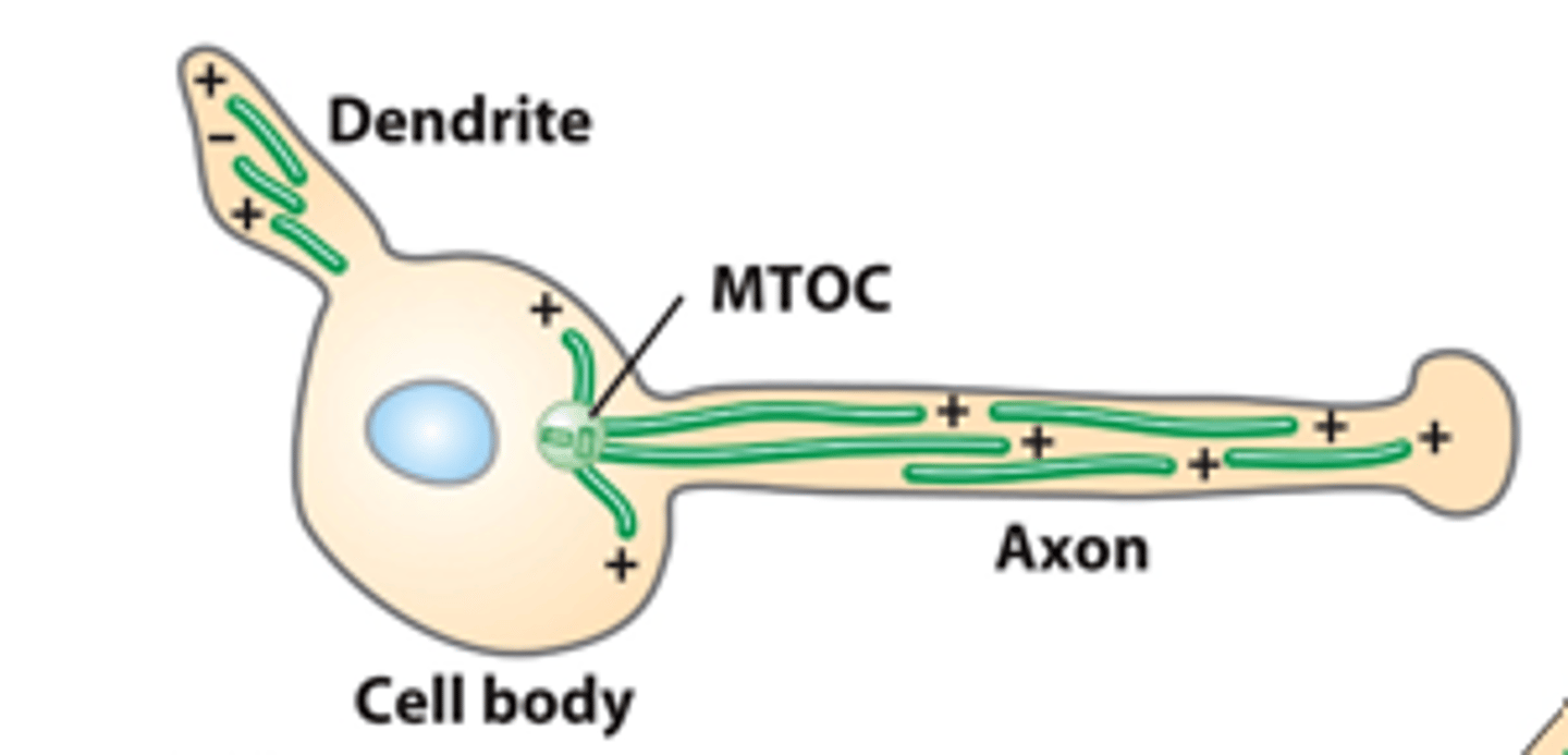 <p>microtubule, ____________: microtubules in both axons and dendrites are assembled from an MTOC in the cell body and then released from it. Dendrite MTs have mixed orientation</p>