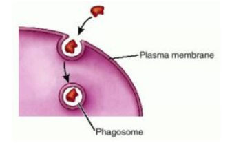 <p>Phagocytosis</p>