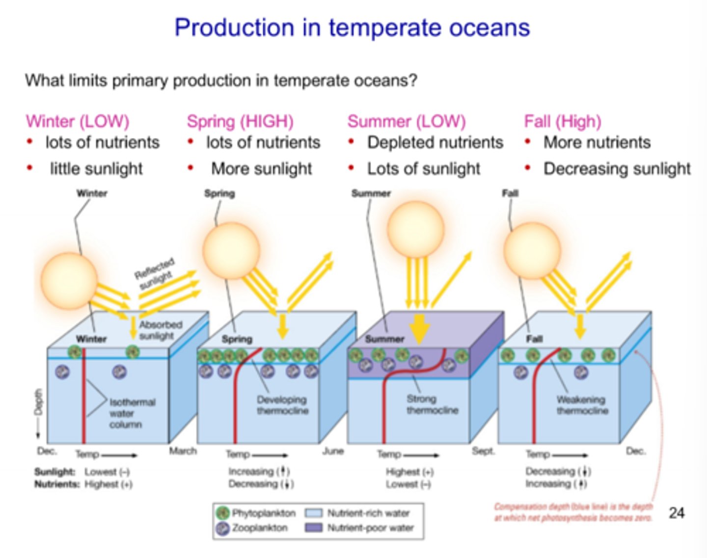 <p>- Limitations vary depending on time of year</p><p>- Winter:</p><p>- Lots of nutrients but less light</p><p>- Surface water temperature is cooler and becomes around the same temperature as the nutrient rich deeper waters, creating a smaller/weaker thermocline and allowing nutrients to reach the surface water</p><p>- Spring:</p><p>- Lots of nutrients and lots of light</p><p>- Leads to a spring bloom of phytoplankton and delayed bloom of zooplankton</p><p>- Summer:</p><p>- Depleted nutrients and lots of light</p><p>- Warming waters heat surface waters, creating a strong thermocline that makes it more difficult fro deeper nutrient-rich water to mix upwards</p><p>- Even though there is lots of sunlight, nutrients limits production</p><p>- Fall:</p><p>- More nutrients and decreasing sunlight</p><p>- The density difference becomes less and less, allowing for a mix-up of deeper nutrient rich waters and surface water</p><p>- A second, smaller bloom of phytoplankton and delayed bloom of zooplanton occurs</p>