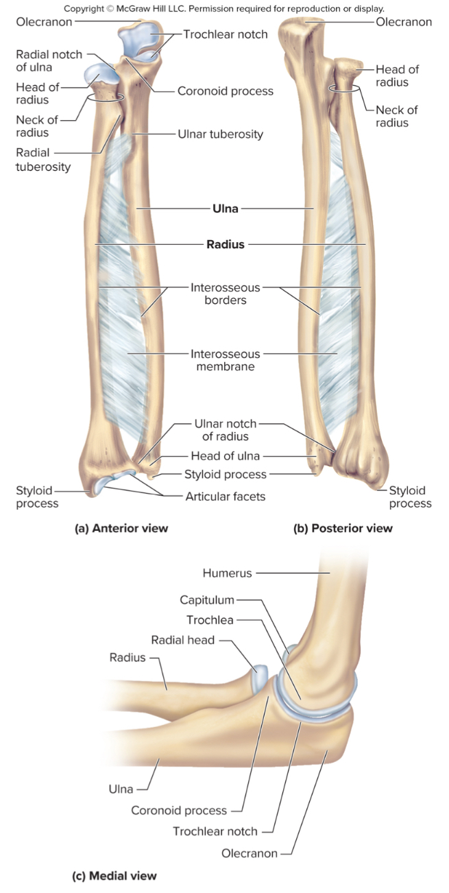 <p>What are the parts of the ulna?</p>
