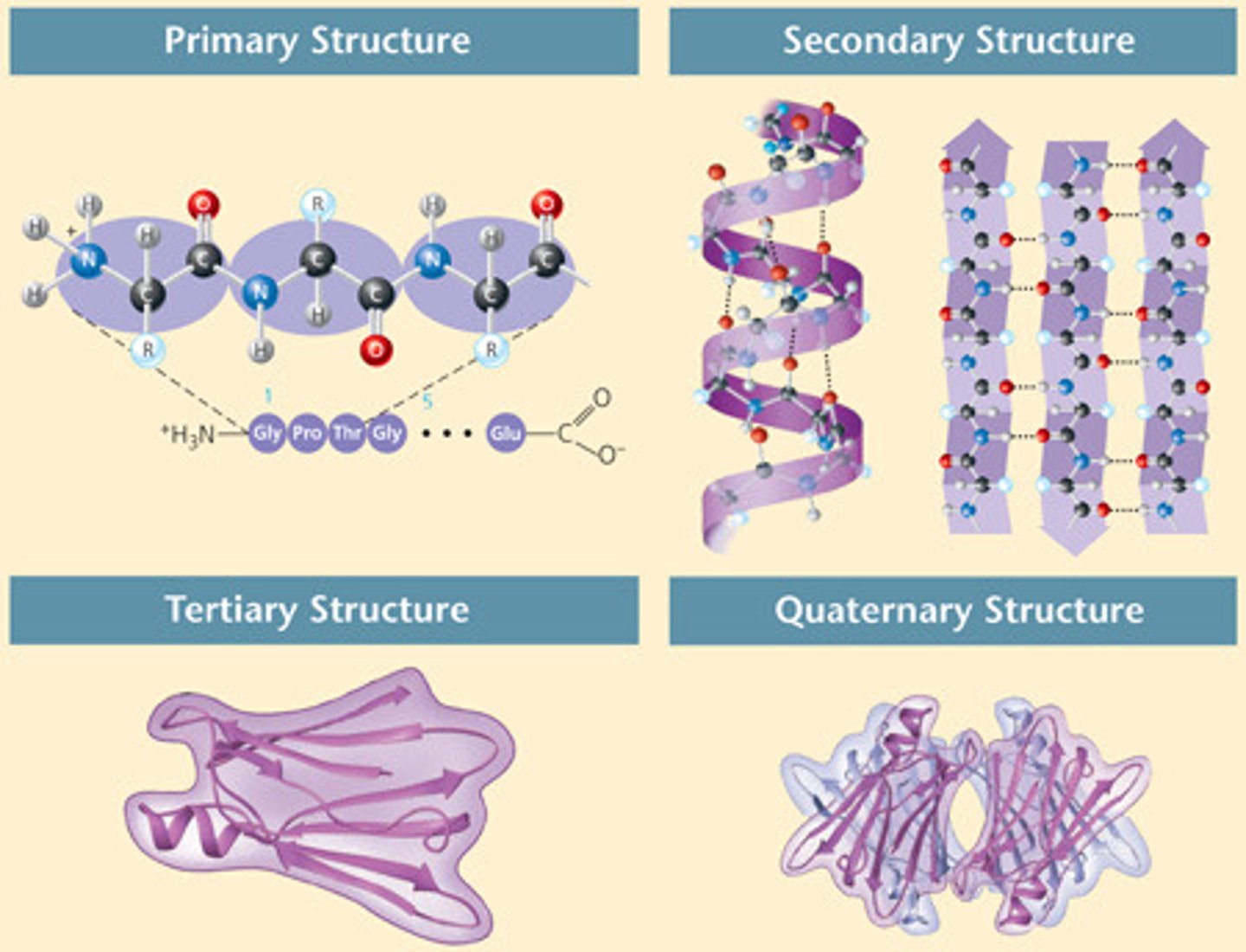 <p>PRIMARY: Order of amino acids. (Sequence)</p><p>SECONDARY:Alpha helix, Beta pleated sheet when folded</p><p>TERTIARY: Protein folding creates spatial relationships between amino acid units that re relatively far apart in the protein chain.</p><p>QUATERNARY: Two or more polypeptide chains can assemble into multiunit structures.</p>