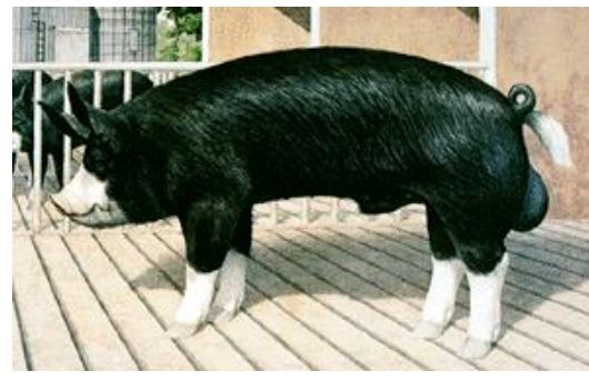 breed?

all black except feet n snout which are white