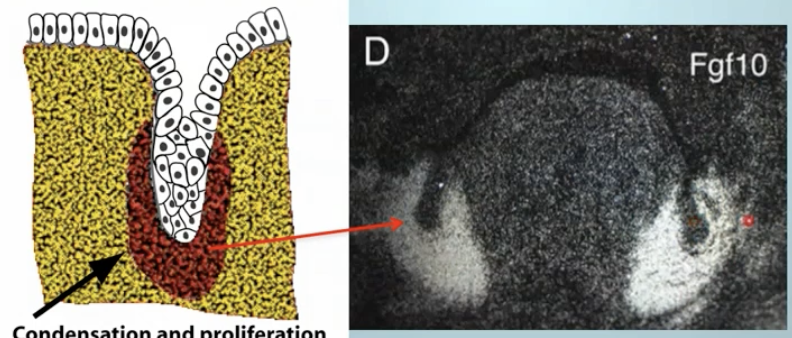 <ol><li><p>Using fibroblast growth factors as a signaling molecule, there is a lot more condensation of ectomesenchyme</p></li><li><p>Early week 5</p></li><li><p>Bud growing into ECM because of FGF from ECM</p></li><li><p>Parotid, submandibular and sublingual gland growth</p></li><li><p>Extracellular matrix of ectomesenchyme (NCCs) growth</p></li></ol><p></p>