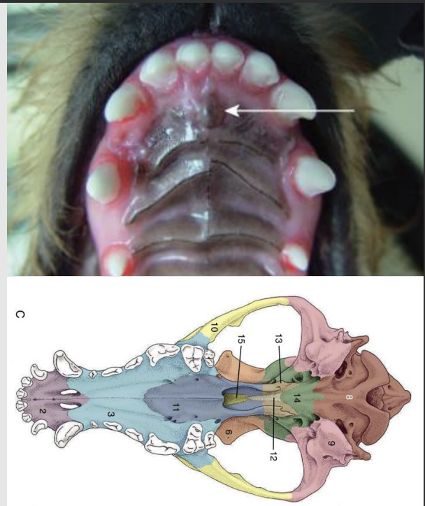 <p>Keratinized for protection</p><p></p><p>Ridges to help grip food, to move it around</p><p></p><p>The palatine, maxillary, and incisive bones are covered with the mucous membrane</p><p></p><p>Incisive papillae (aid in the senses of smell and taste; olfactory receptor for sexual stimuli)</p>