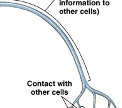 <p>What is the long, thin extension of the cell body, carries outgoing electrical signals to their destination?</p>