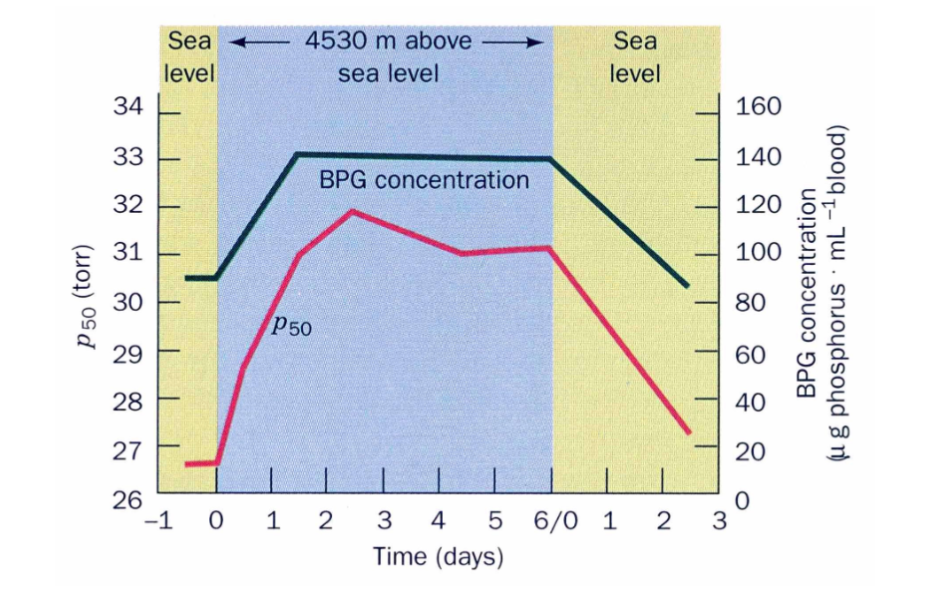<p>less oxygen available to breathe in from environment at high altitudes</p><p>more O2 is dropped off in the body than normal → increased O2 transport than at low [BPG]</p><p>p50 is raised as [BPG] increases so it can deliver more oxygen to tissue</p>