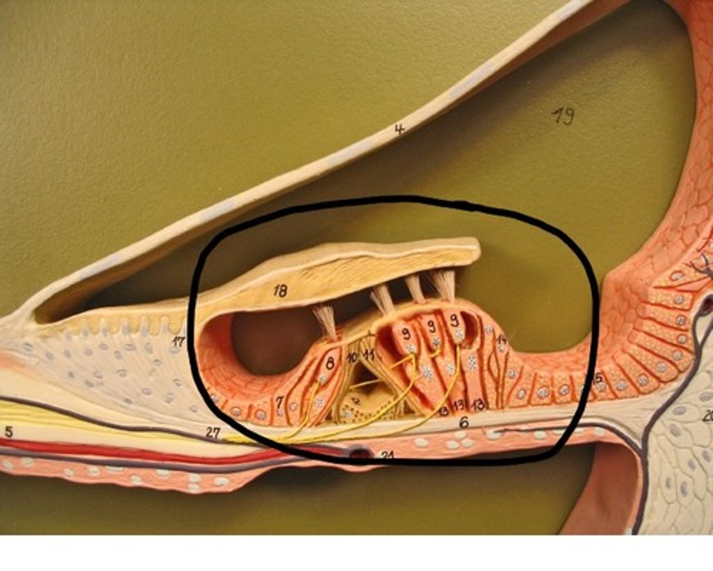 <p>The actual receptive organ that contains:</p><p>-auditory receptor cell s</p><p>-basilar membrane</p><p>-hair cell cilia</p>