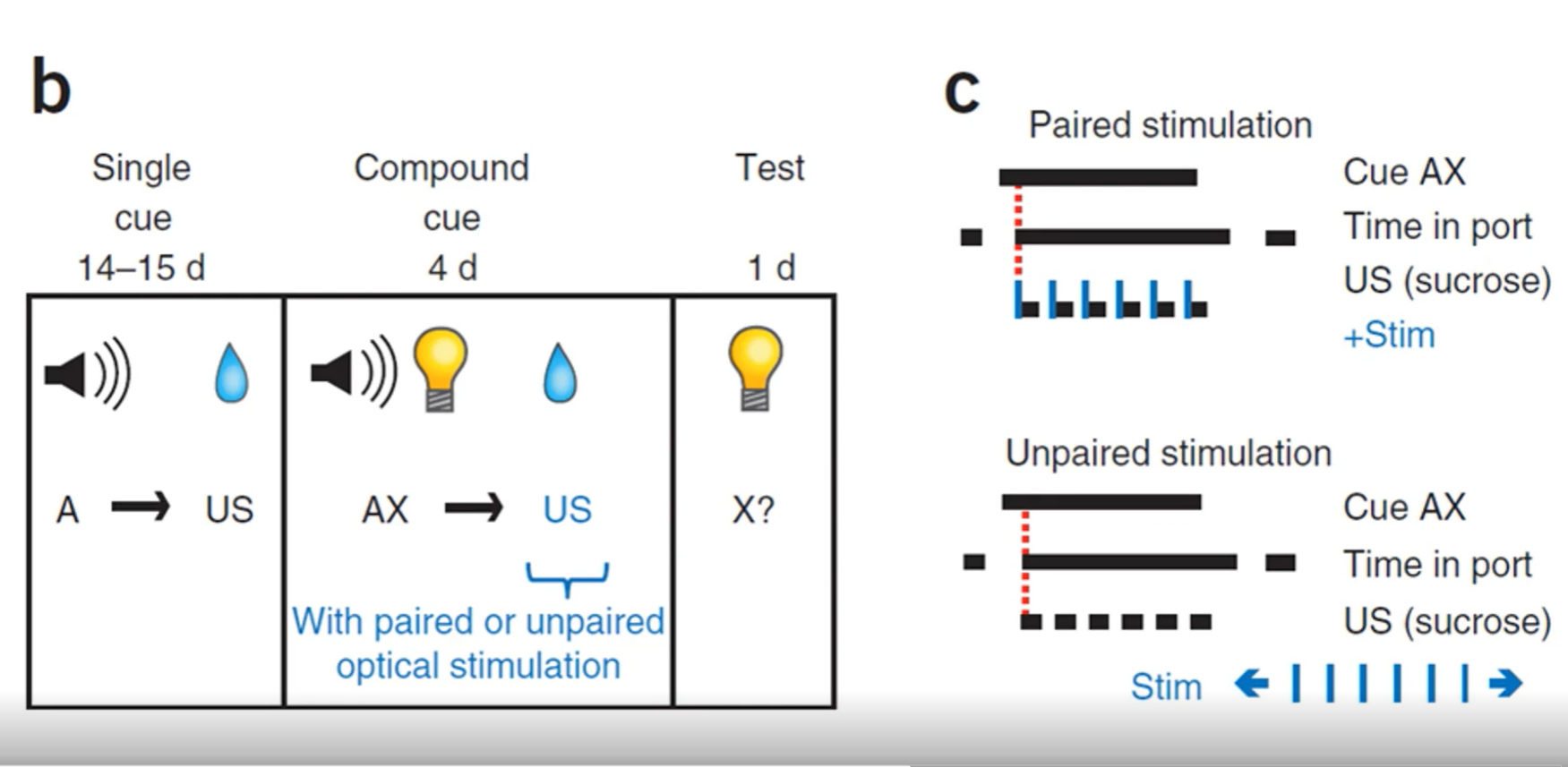 <p>three groups:</p><p>2 experiment groups prepared for opto,</p><p>1 control group, dont have protein expressed for opto to work</p><p></p><p>during the compound cue stage, the experimental group 1 are going to have dopamine neurons excited while reward is delivered, other experimental group 2 get dope neurons excited after reward</p>