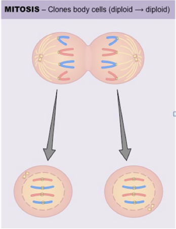 <p>how does nuclear DNA enter daughter cells?</p>