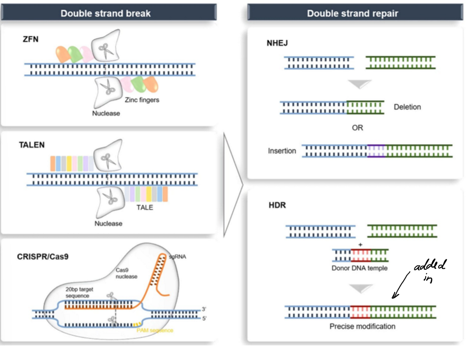 <p>Genome editing nucleases (ZFNs, TALENs and CRISPR/Cas9) induce DSBs at targeted sites. DSBs can be repaired by NHEJ or, in the presence of donor template, by HDR</p><p></p>