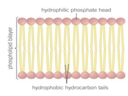 <p>1.outside.  2. Centre </p><p class="has-focus">3.• Alow lipid soluble substances to enter and leave the cell </p><p class="has-focus">• Prevent water soluble substances entering and leaving the cell</p><p class="has-focus"> • Make the membrane flexible and self sealing</p>