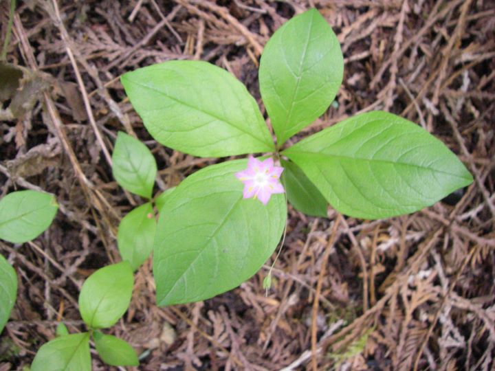 <p>Trientalis latifolia</p>