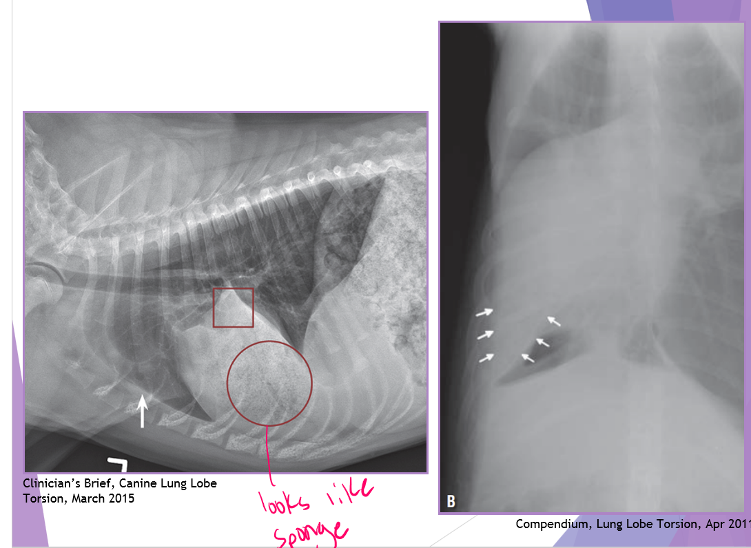 <ul><li><p>signalment - deep, narrow chest </p></li><li><p>right cranial and middle are most common </p></li><li><p>venous and bronchus obstruction arterial flow remains </p></li><li><p>lobe becomes congested and consolidated </p></li><li><p>can be associated with: </p><ul><li><p>chronic respiratory disease </p></li><li><p>chylothorax </p></li><li><p>trauma </p></li><li><p>thoracic surgery </p></li><li><p>neoplasia </p></li><li><p>idiopathic*** <strong>most common </strong></p></li></ul></li><li><p>surgery </p><ul><li><p>complete lobectomy <strong>WITHOUT </strong>untwisting the lobe </p></li></ul></li></ul><p></p>
