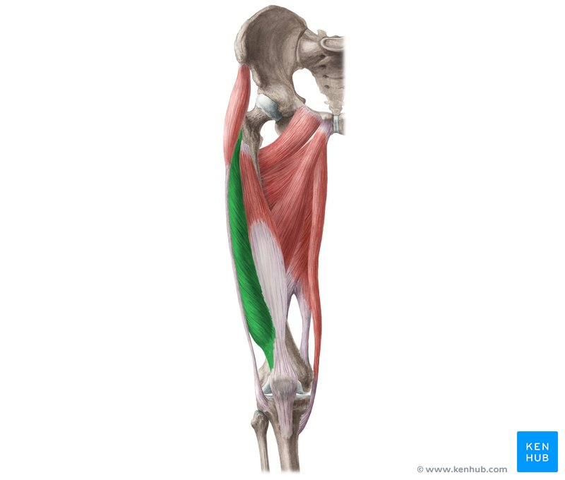 <p>greater trochanter of femur</p>