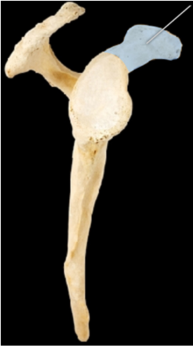 Which of the following best describes the function of the highlighted structure?