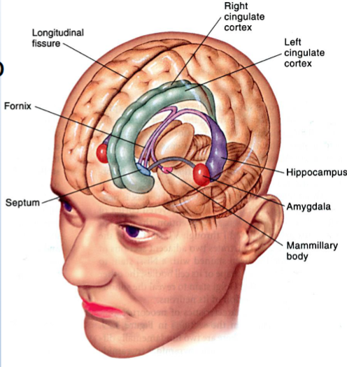 <p><span>• A group of interconnected structures that are related to</span><br><span>emotional behavior and emotional interpretation of the world.</span><br><span>• Sexual behavior</span><br><span>• Involved in the formation of memory, contains primary reward and punishment centers.</span><br><span>• Site of action of drugs which produce euphoria (direct and</span><br><span>indirect)</span></p><p><br></p>