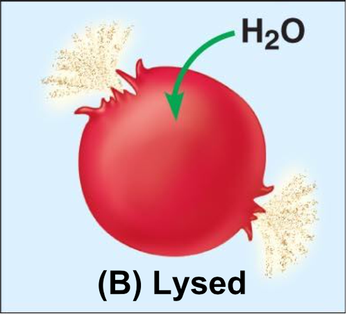 inside the cell has more solutes than the solution, so water rushes in and causes it to swell (lyse- swell and burst)