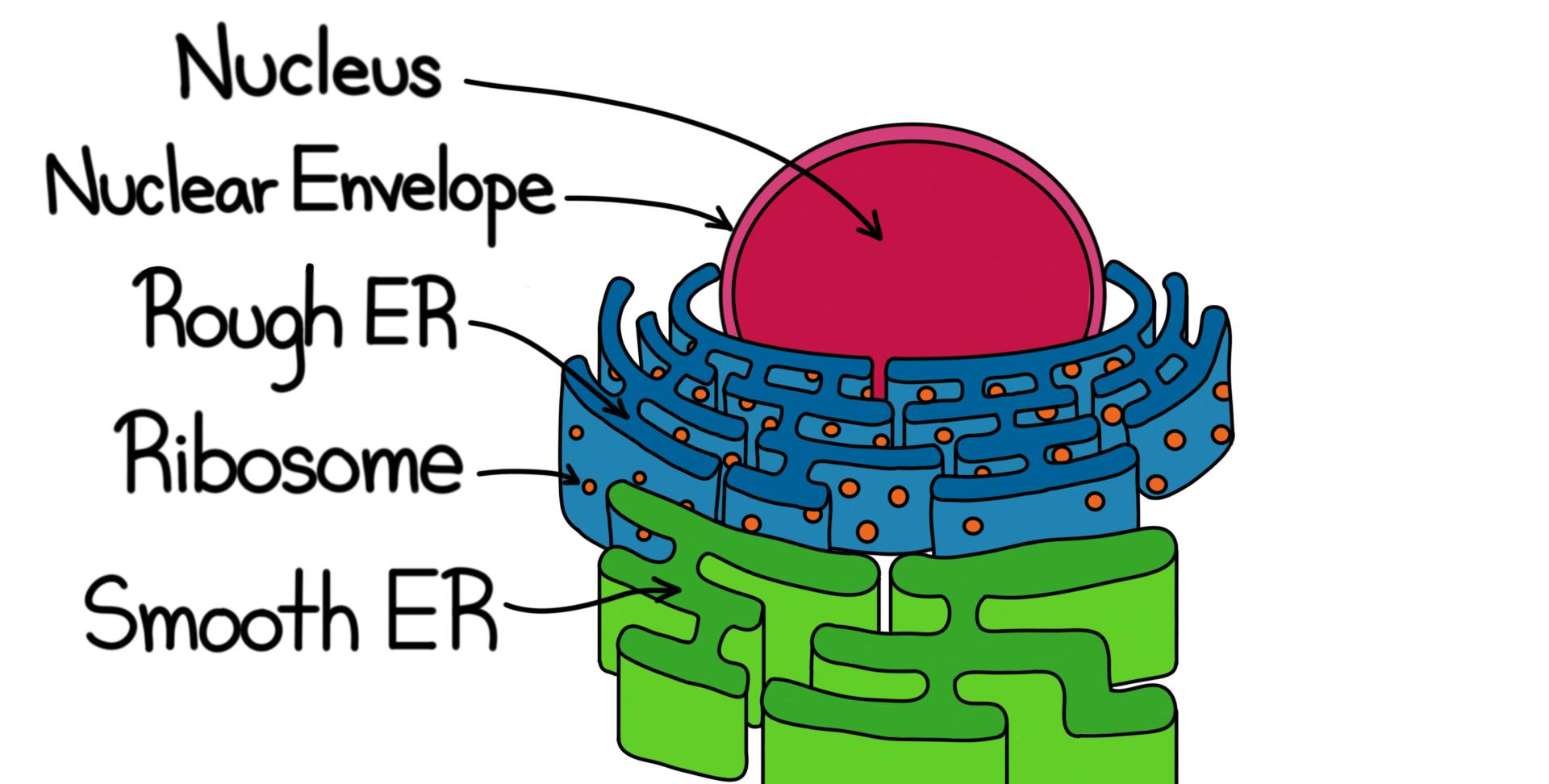 <ul><li><p>“ER”: Endoplasmic Reticulum</p></li><li><p>Makes proteins, transports proteins to the Golgi apparatus </p></li><li><p>Flattened sacs covered in ribosomes </p></li><li><p>Eukaryotic cells </p></li><li><p>Production/folding/quality/protein dispatch </p></li></ul><p></p>