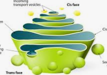 <p>Kind of look like a sad stack of pancakes and they’re the post office of the cell&nbsp;</p><p>What part of the cell is this and what is its function?&nbsp;</p>