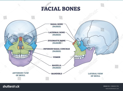 <ul><li><p>support face</p></li><li><p>serve as a base for dentition</p></li><li><p>PROTECT THE BRAIN</p><ul><li><p>vomer</p></li><li><p>lacrimal</p></li><li><p>nasal</p></li><li><p>inferior nasal conchae</p></li><li><p>zygomatic </p></li><li><p>maxilla</p></li><li><p>mandible</p></li></ul></li></ul><p></p>