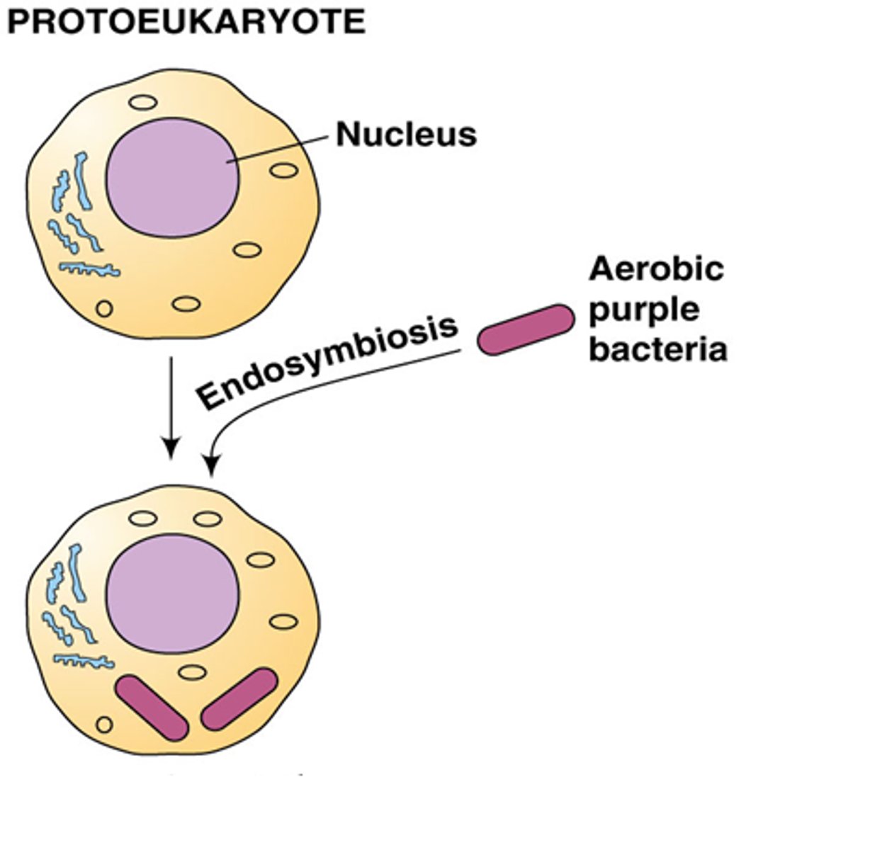 <p>lang geleden geraakt een aerobe bacterie opgenomen in een prokaryote cel waardoor er mitochondrien ontstaan. </p><p>Daarna gaat de cyanobacterie dit ook doen waardoor er chloroplasten ontstaan.</p><p>->eukaryote cel</p>