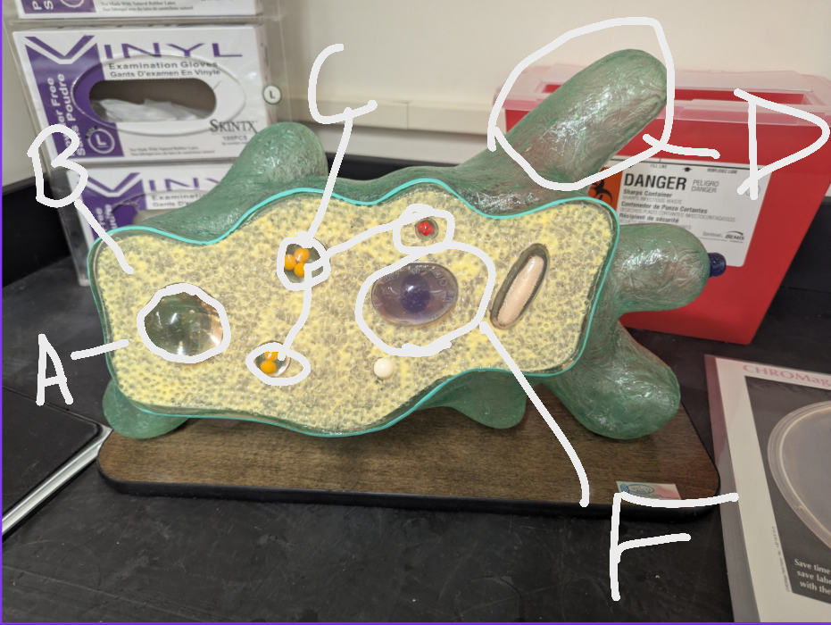 <p>Name C on the Amoeba Model</p>