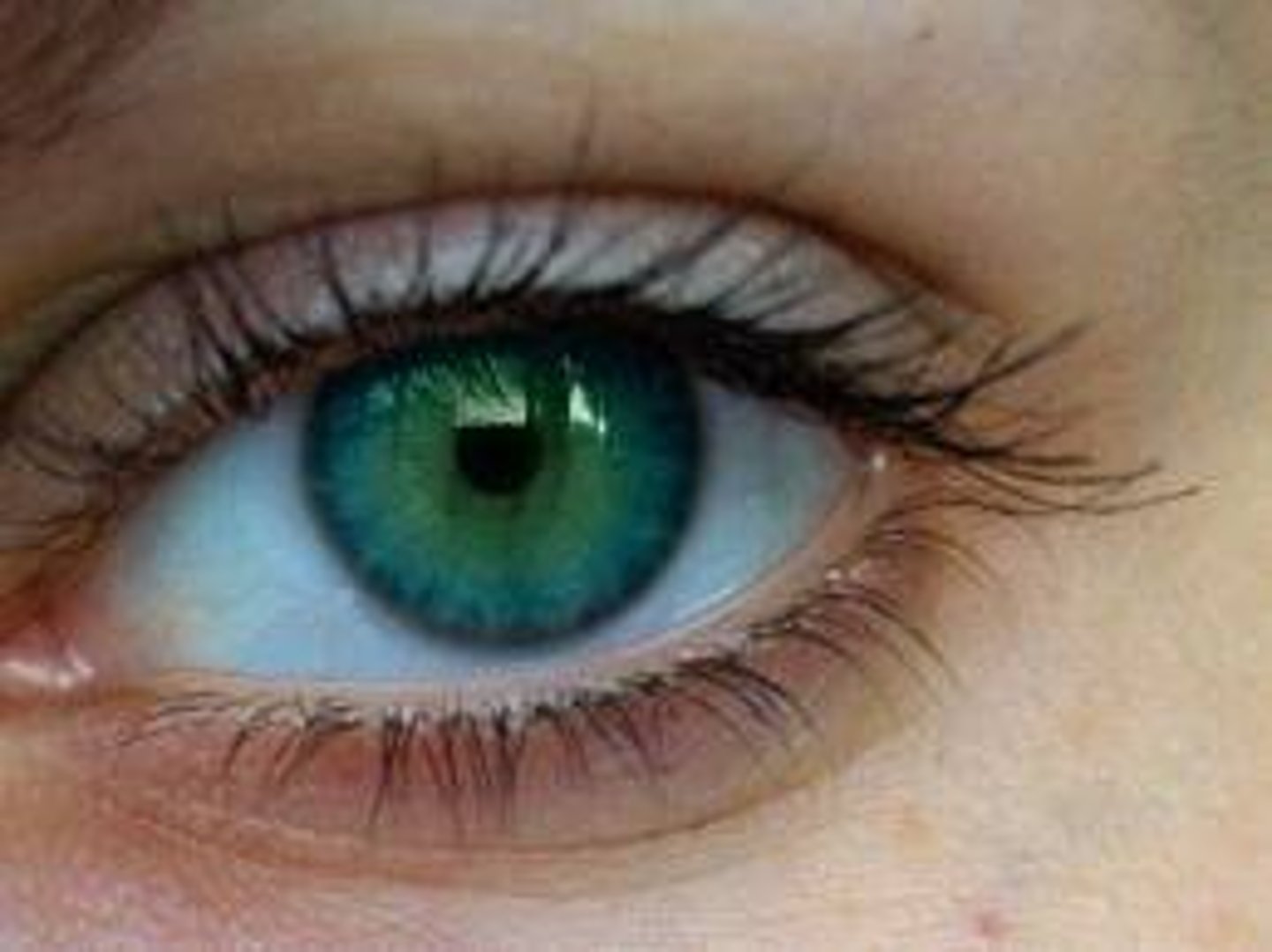 <p>the eye</p>