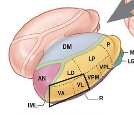 <ul><li><p>Nucleus ventralis anterior (VA)</p></li><li><p>Nucleus ventralis lateralis (VL)</p></li></ul><p></p>