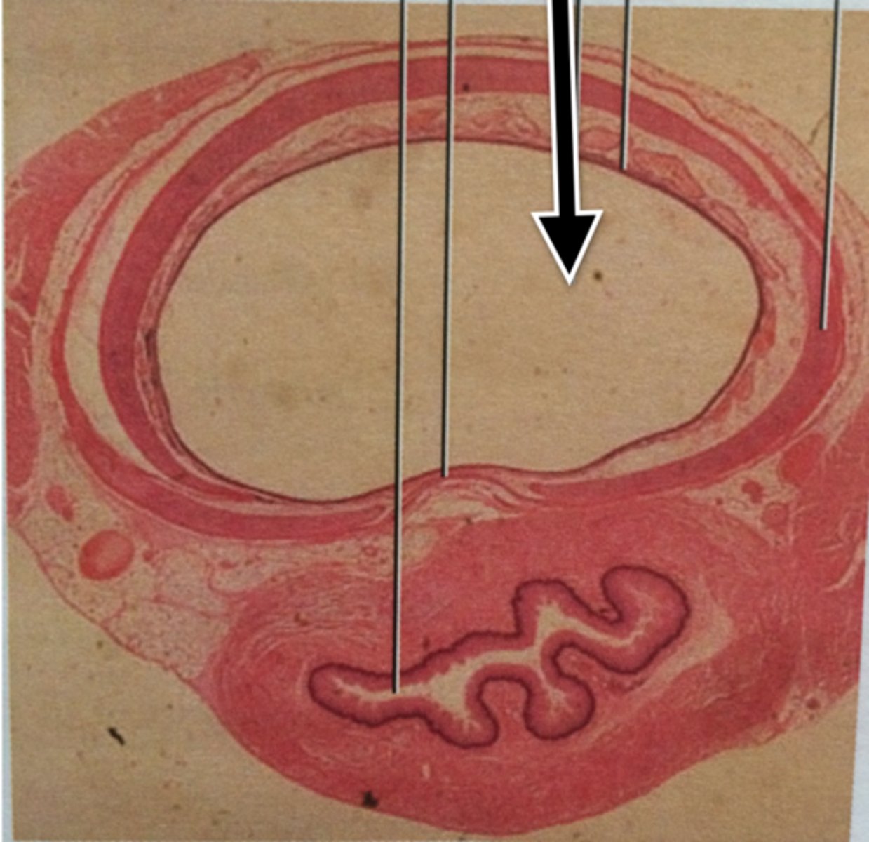 <p>space within a tubular part or organ, such as the space within a blood vessel</p>