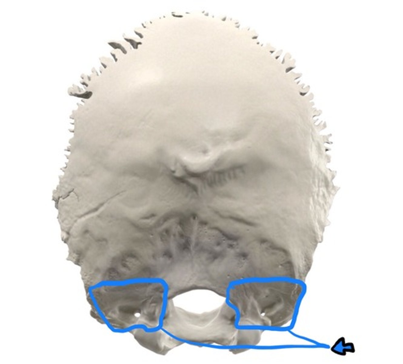 <p>occipital</p>