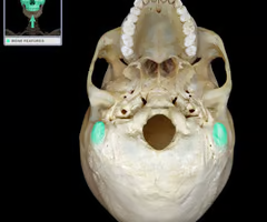 <p>round projection on the temporal bone behind the ear</p>