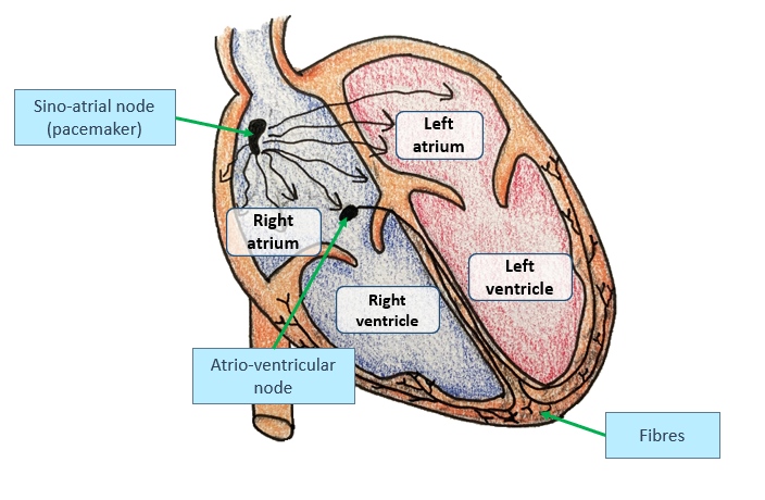 <p>The SAN is found in the <strong>wall of the right atrium.</strong></p>