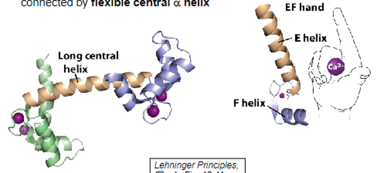 <p>Structure: 4 high-affinity Ca2+ binding sites with "EF hand" structural motif; 2 domains consisting of 2 EF hand motifs and connected by flexible central alpha-helix</p><p>Target proteins all have a positively charged, amphipathic alpha-helix. Ca2+-CaM binds to positively charged, amphipathic alpha helices in the enzymes, regulating the enzymes activity.</p><p>CaM kinase I target alpha-helix blocks access of ATP to active site. Binding of Ca2+ calmodulin extracts alpha-helix from CaM kinase I giving ATP to access active site.</p>