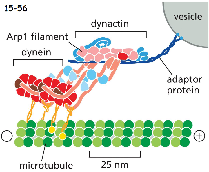 <p>Dynein walks toward the minus end (kinesin to plus end)</p><p>works to move organelles</p><p>Dynactin mediates the attachment of dynein to a membrane-enclosed vesicle or organelle (movie 16-6)</p><p>Dynactin is a large protein complex and includes proteins that bind to dynein, and proteins that form an actin-like filament made of the actin-related protein Arp1</p>