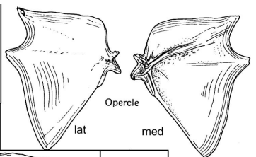 <p>A bony flap that covers and protects the gills in fish.</p>