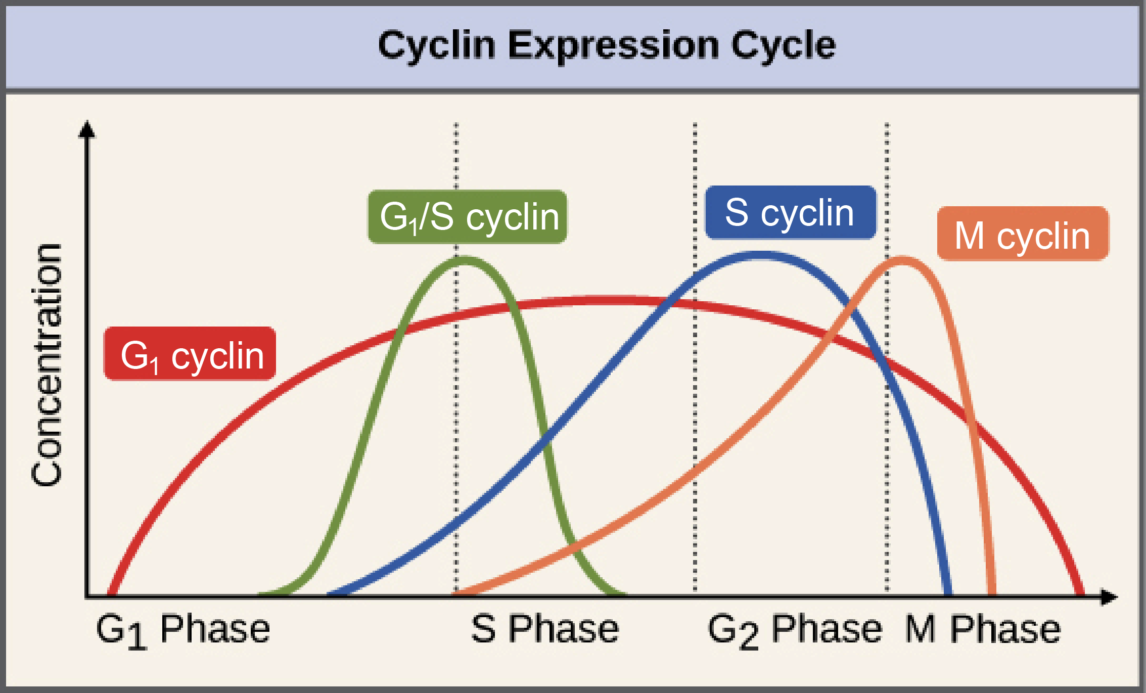 <p>Internal and external factors trigger the production of proteins that drive the cell through the checkpoints.</p><p><em>Regulators may be positive or negative (to either speed up or slow down the process).</em></p><p><strong>Internal factors</strong> are often proteins which act to regulate the cycle.</p><p>The cell <mark data-color="green">produces gene products</mark> (proteins) that regulate the cell cycle, and cyclins are the most important ones <em>(regulators of these gene products)</em>.</p><p>These help to <strong><mark data-color="green">drive </mark></strong><mark data-color="green">the cell to reach the threshold level at each checkpoint</mark>.</p><p>Its main types include G1 cyclin, G1/S cyclin, S cyclin, and M cyclin.</p><p>Each cyclin is associated with a specific stage of the cell cycle (as their names suggest), and helps to drive the cell through that stage.</p><p>For instance, the M cyclin promotes the events of mitosis, such as the breakdown of the nuclear membrane and the condensation of the chromosomes.</p><p><mark data-color="green">Cyclins operate by binding to cyclin-dependent kinases</mark> (Cdks) (enzymes), which thereby <mark data-color="green">activates the enzyme</mark>, and <mark data-color="green">forms a complex called the </mark><strong><mark data-color="green">maturation promoting factor</mark></strong> (MPF) (aka. mitosis promoting factor).</p><p>Cdk + cyclin → MPF</p><p>Typical cyclins are present at low levels for most of the cycle, and increase strongly when required, binding to Cdks shortly before the checkpoint <em>(refer to figure attached)</em>.</p><p>It is the <strong>levels of the Cdk/cyclin complexes which drive</strong> the cell through the checkpoints.</p><p>When <mark data-color="green">MPF levels reach the threshold, that is when it signals</mark>/triggers <mark data-color="green">the cell to move through the checkpoint</mark>.</p><p><em>(remember: that the checkpoints halt the cell cycle, and it cannot continue until the cell receives a signal from the cell cycle control mechanism)</em>.<em> </em></p><p>Subsequently, MPF is quickly broken down, allowing the cycle to proceed.</p>