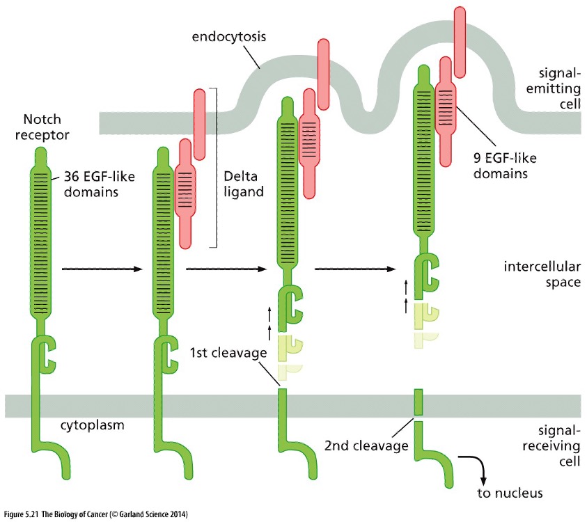 <p><strong>Juxtacrine</strong> Signaling</p>