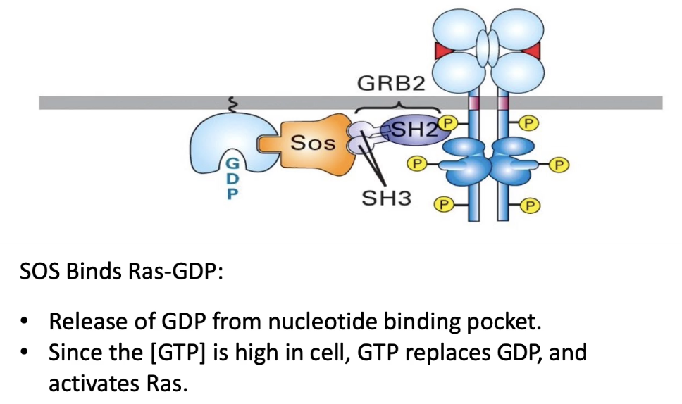 <ul><li><p>Activated RTK recruits adaptor protein GRB2</p></li><li><p>GRB2’s SH3 domains bind SOS, bringing it to the membrane</p></li><li><p>SOS (a GEF) interacts with membrane-bound Ras</p></li><li><p>SOS promotes GDP release from Ras → GTP binds</p></li><li><p>Ras becomes activated (ON state)</p></li></ul><p></p>