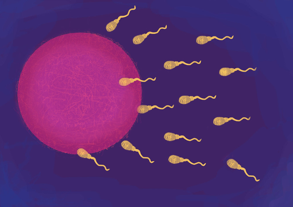 <p>A process when egg and sperm join.</p>